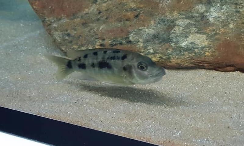 Otopharynx brooksi 'Makokola Reef'
